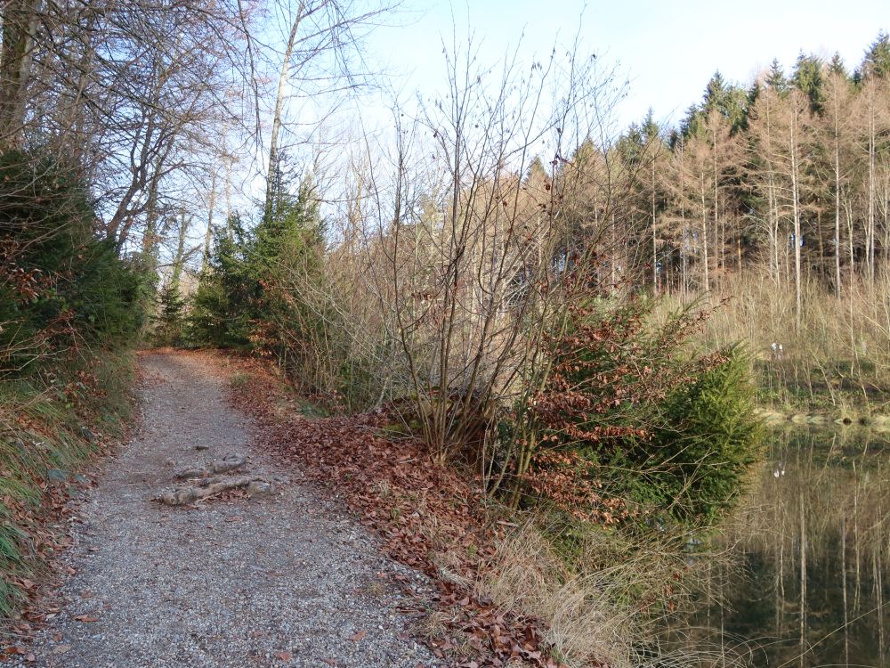 Pfad am Mittleren Walcheweiher
