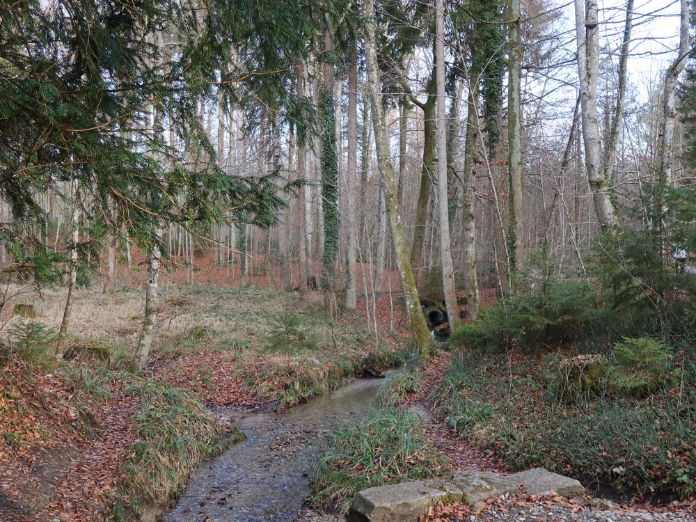 Zufluss zum Oberen Walcheweiher