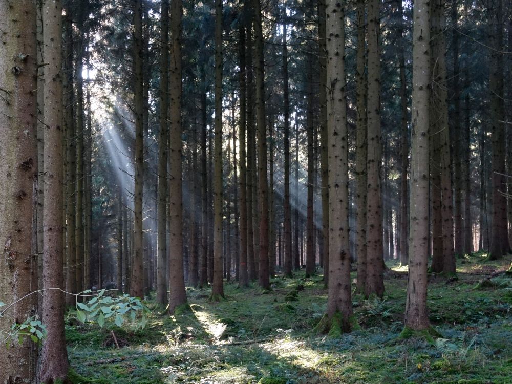 Sonnenstrahlen im Wald