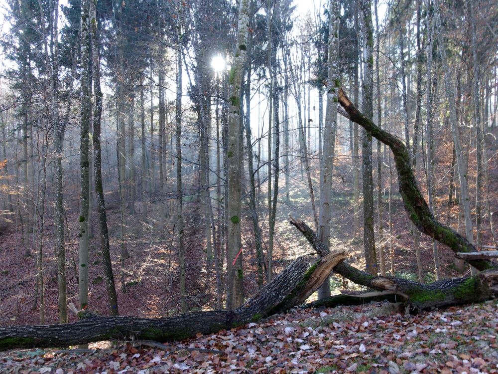 Herbstwald