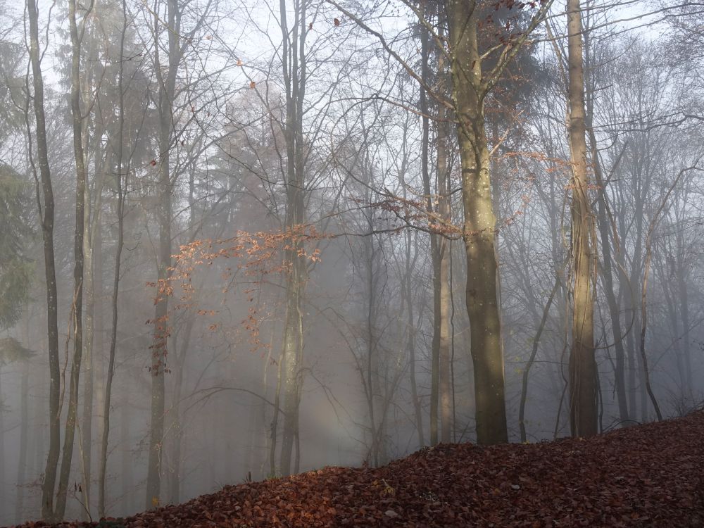 Nebel im Wald