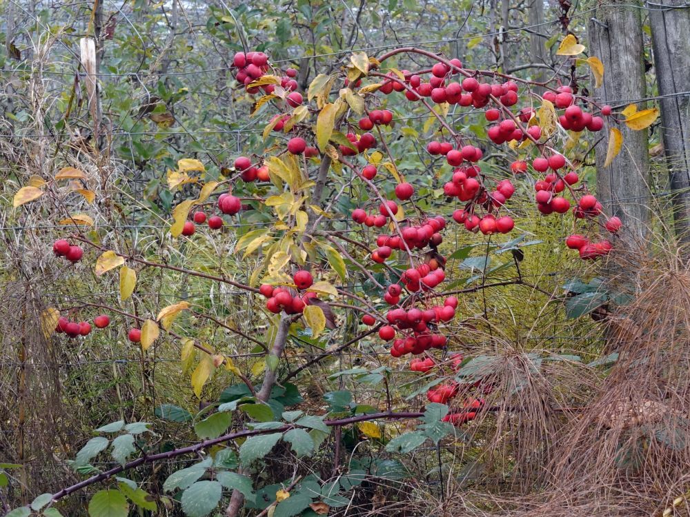 Zieräpfel