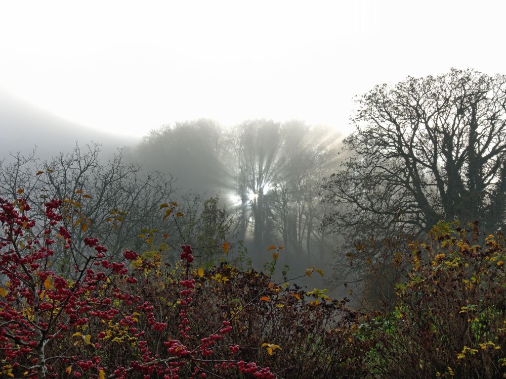 Sonne und Nebel