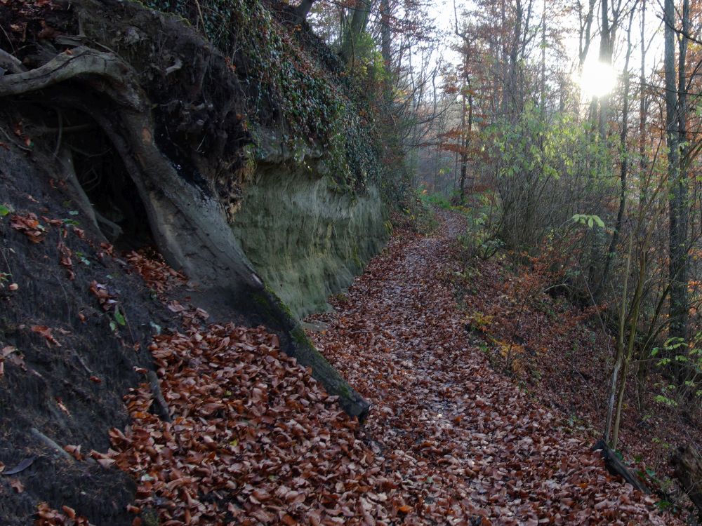 Pfad am Frauenberg