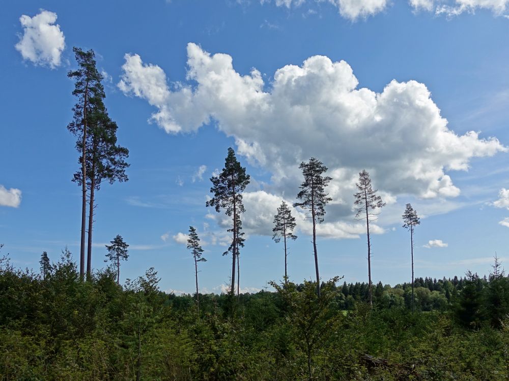 Bäume und Wolken