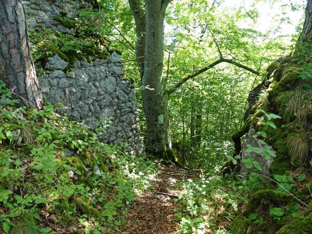 Ruine Pfannenstiel