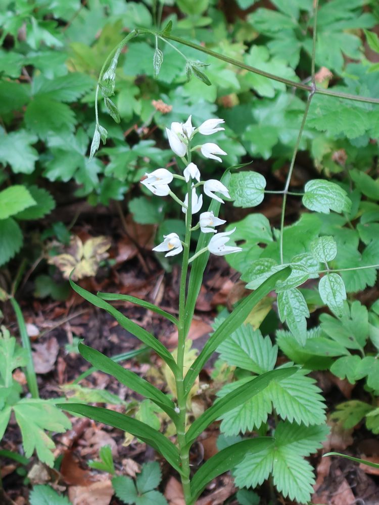 Orchidee Waldvögelein