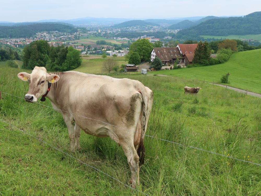 Kuh und Unterhueb