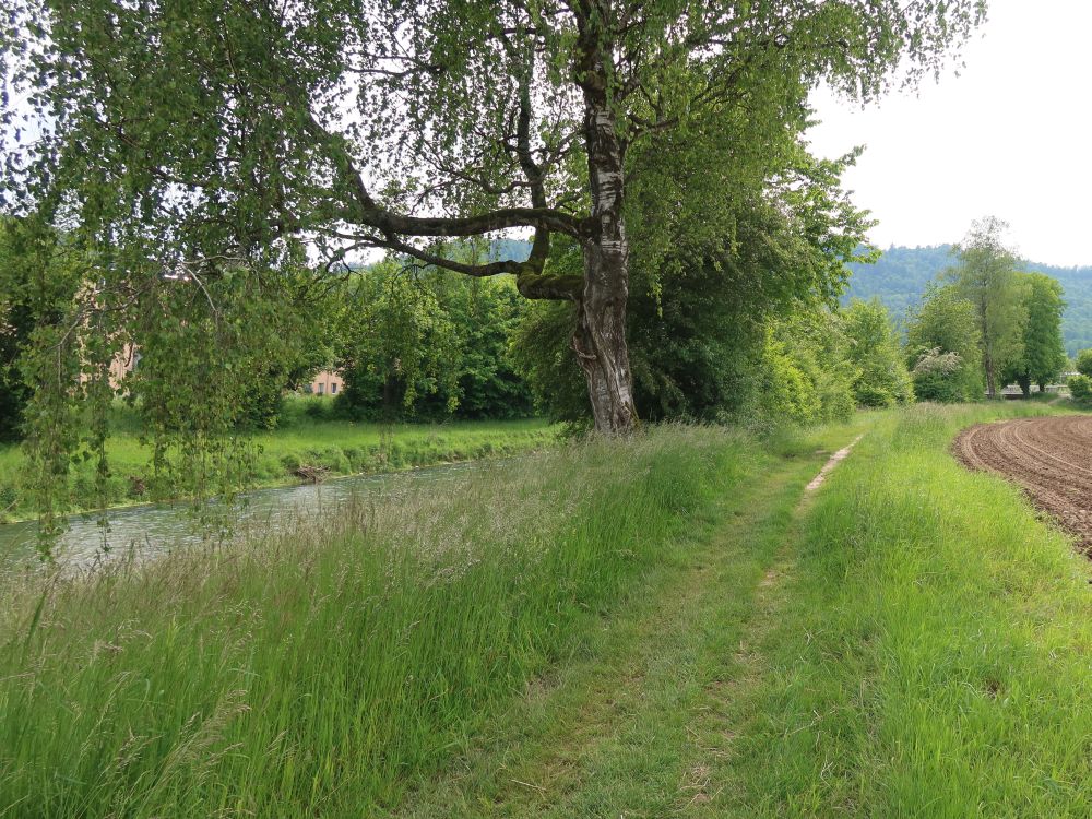 Wiesenpfad an der Töss