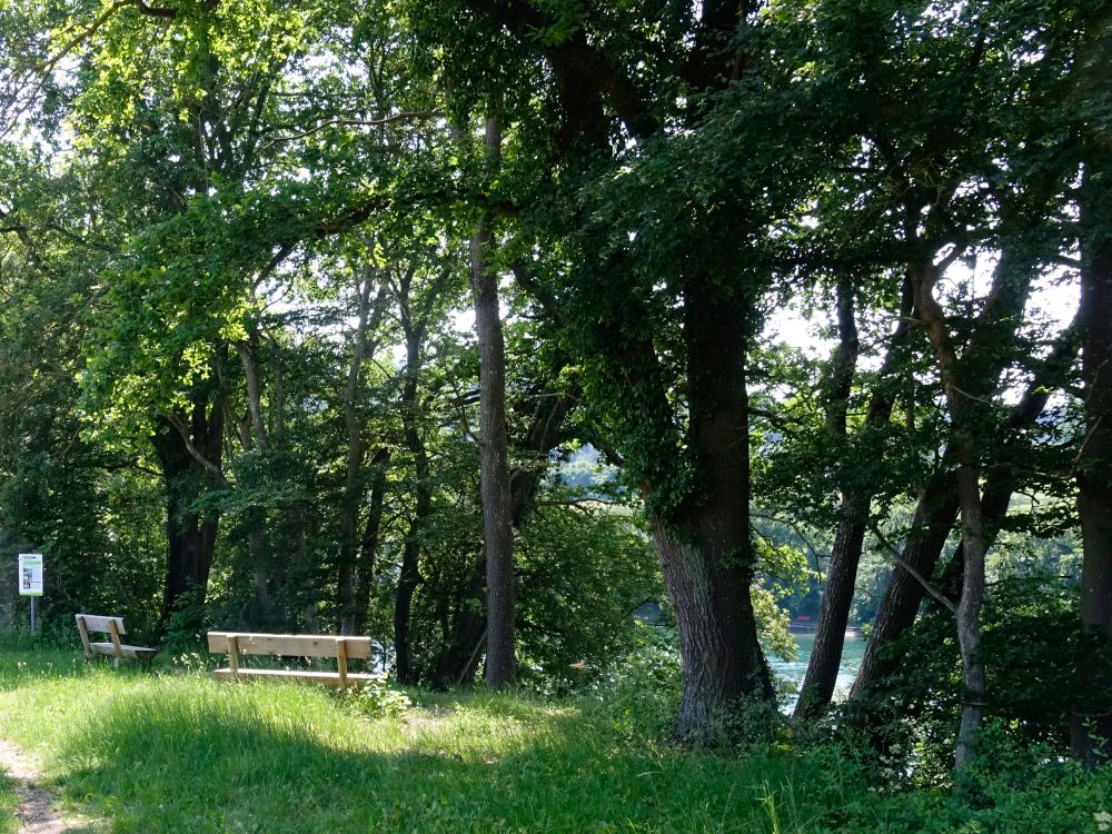 Sitzbänke über dem Rhein