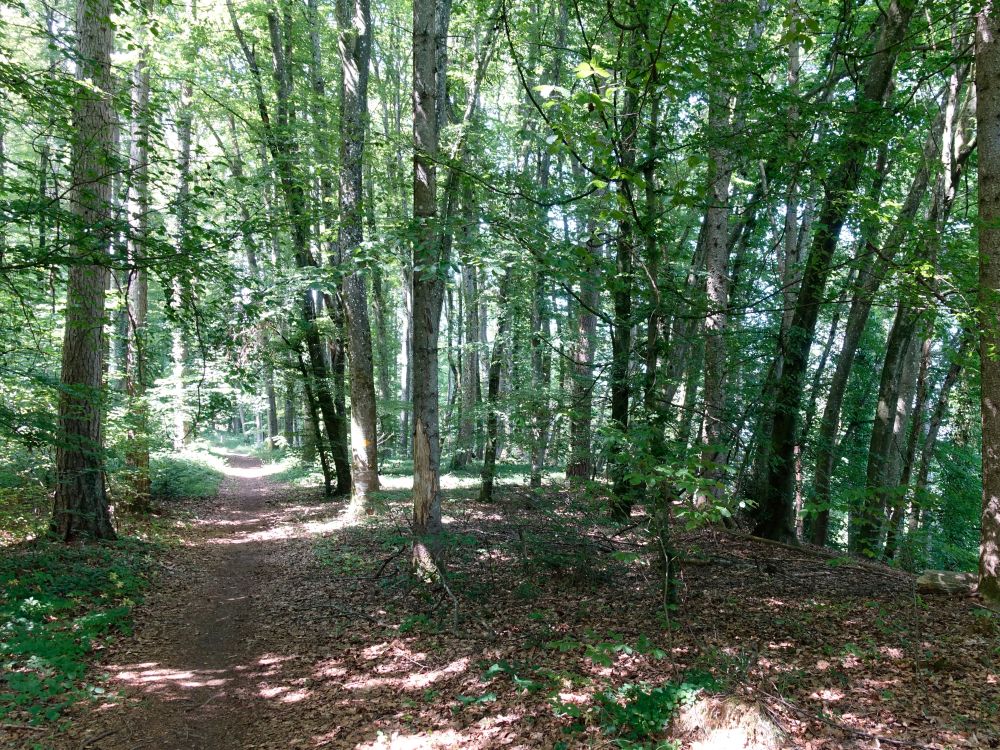 Waldweg