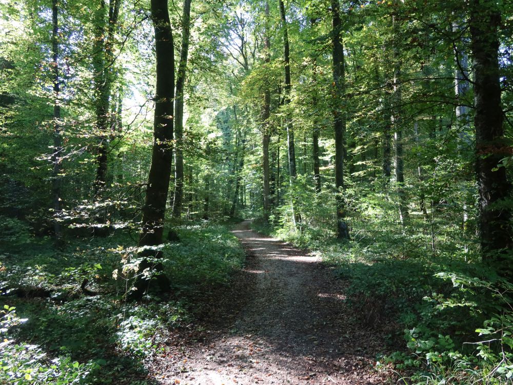 Waldpfad