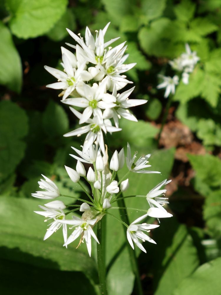 Bärlauchblüte