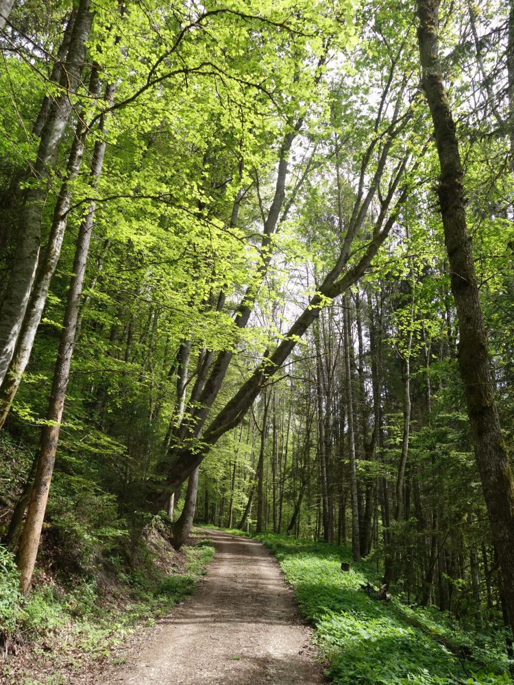 Weg aus der Gauchachschlucht