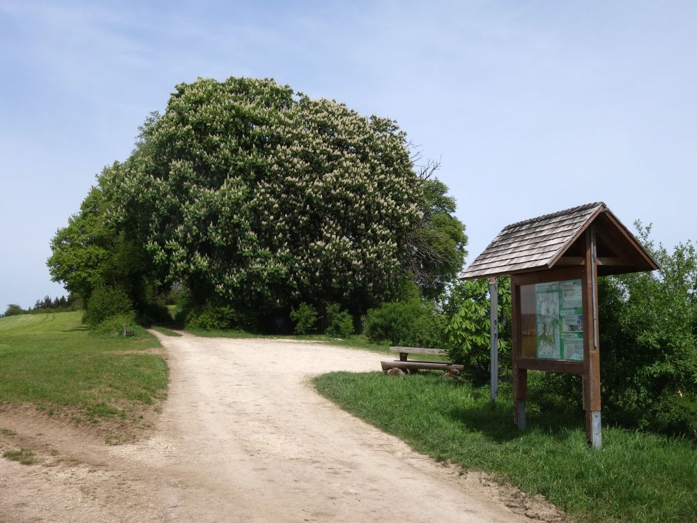 Kastanienbäume