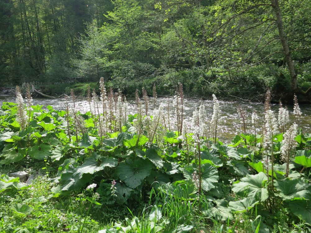 Blüten an der Wutach