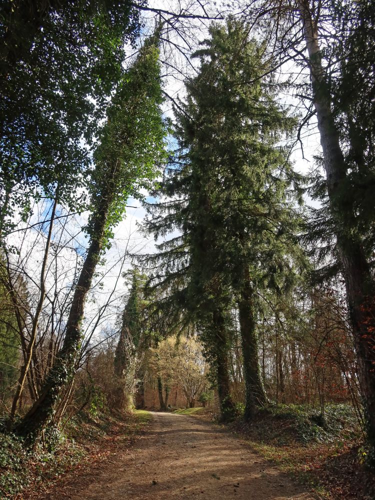 Waldweg am Räbbärg