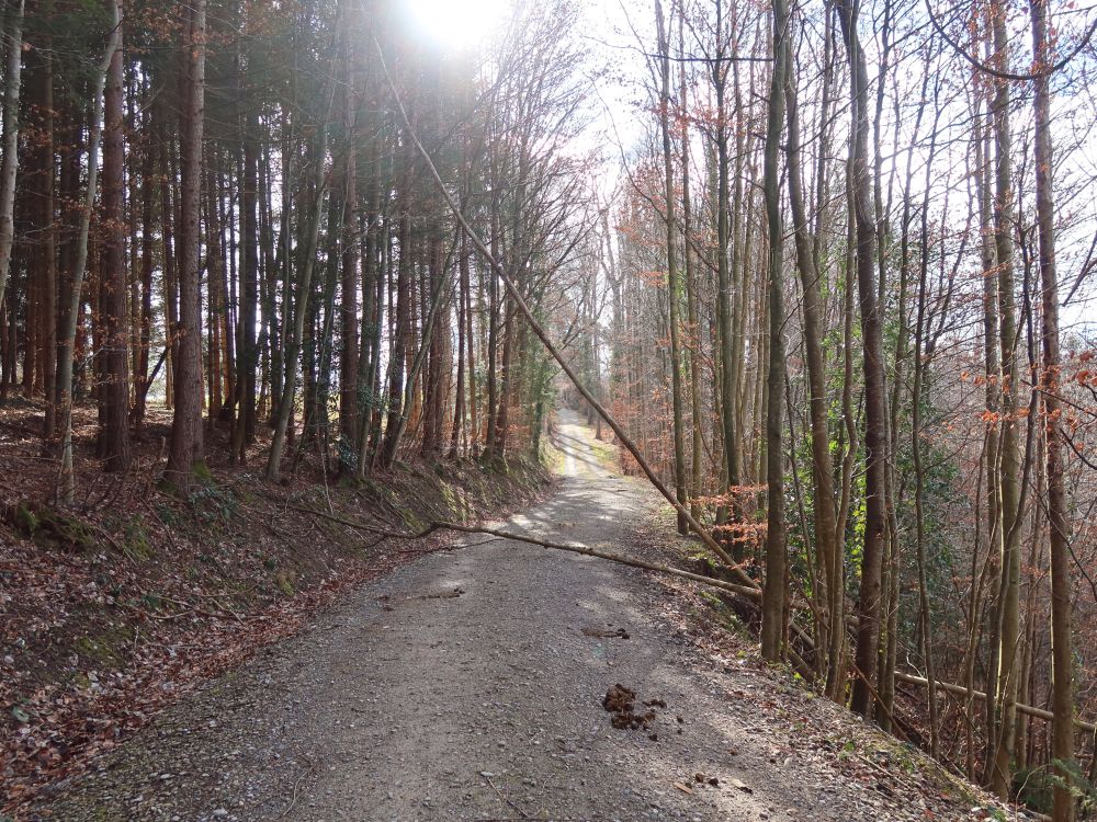 Waldweg mit Hinternis