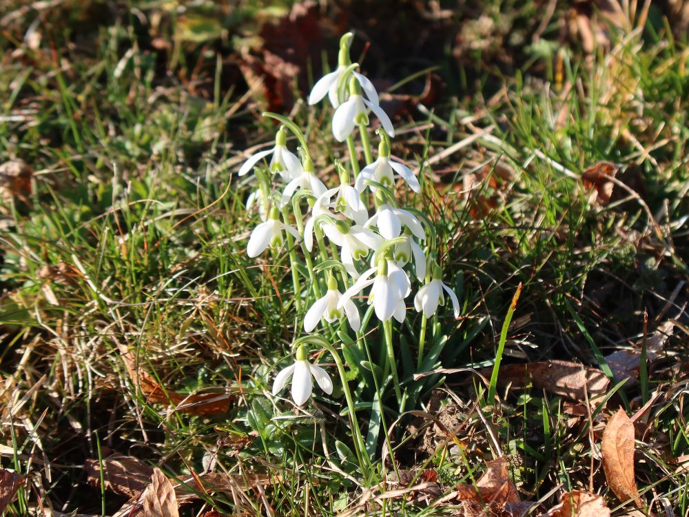 Schneeglöckchen