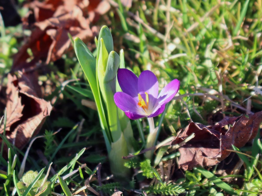 Krokus