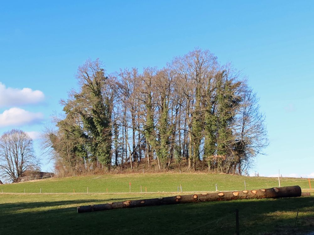 Baumgruppe beim Grubhof