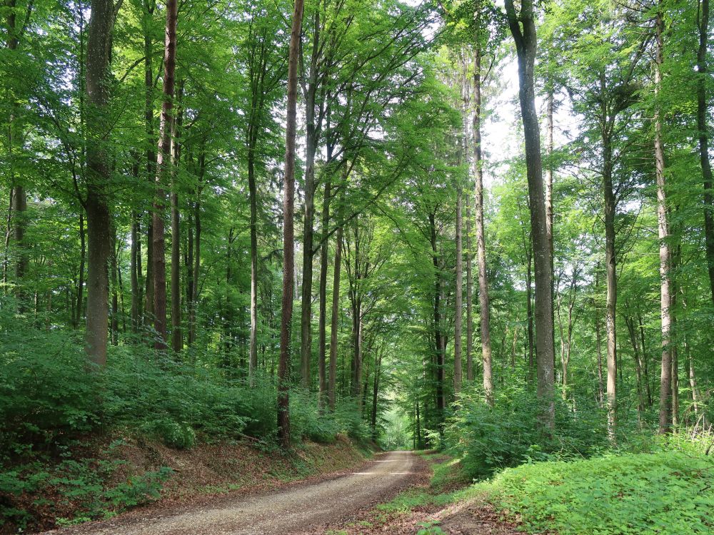 Waldweg