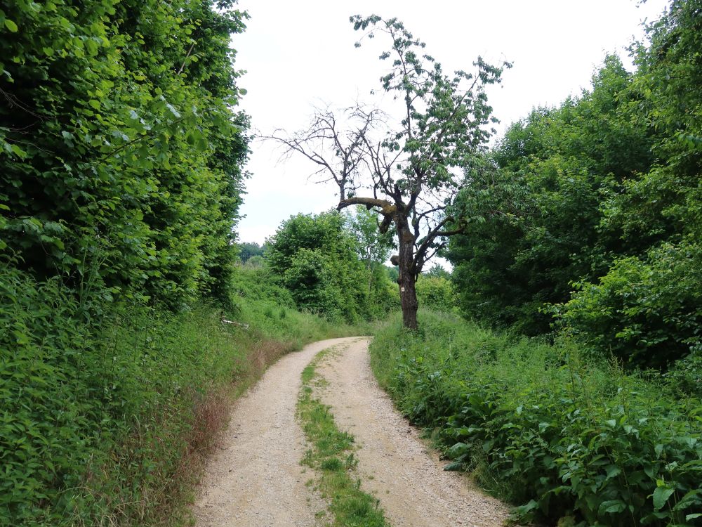 Wirtschaftsweg beim Buohof