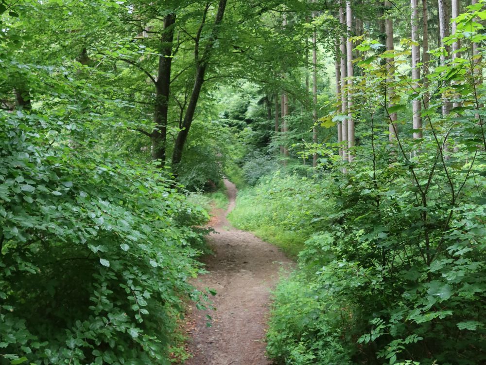 Waldweg