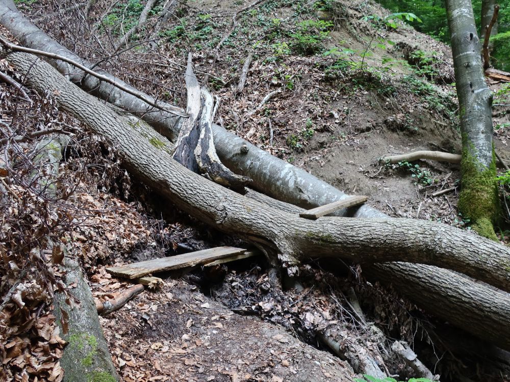 Hindernis im Pfaffental