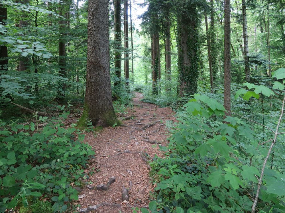 Waldpfad
