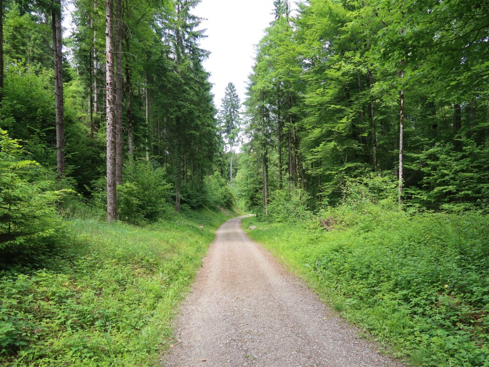 Waldweg