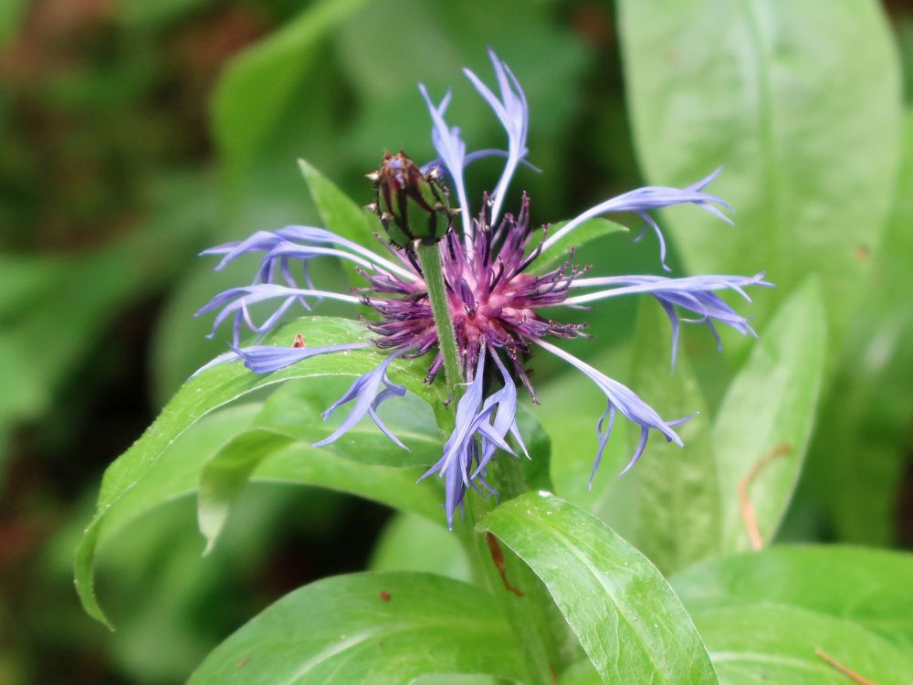 Flockenblume