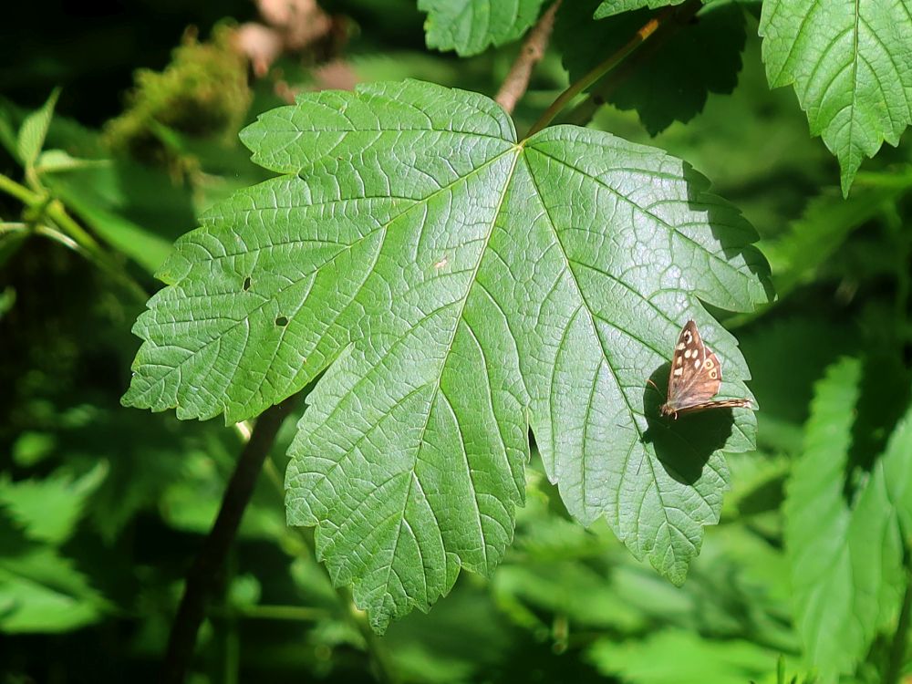 Schmetterling Waldbrettspiel