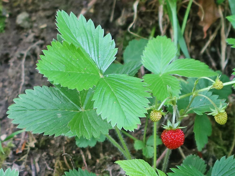 Erdbeere