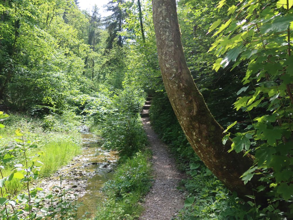 Pfad am Giessenbach