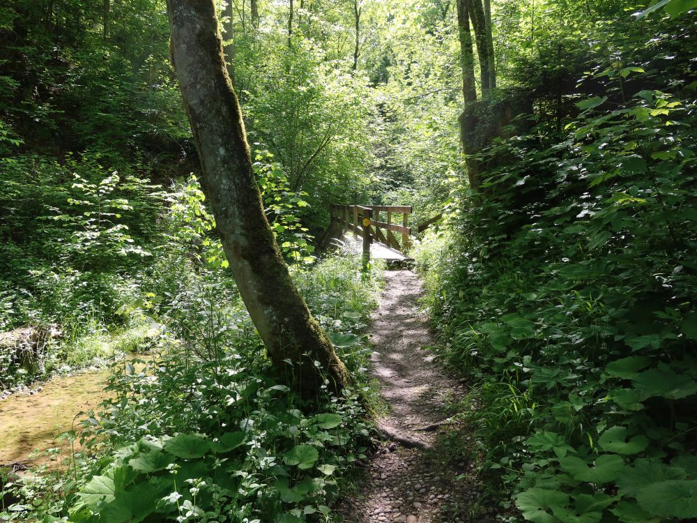 Pfad am Giessenbach