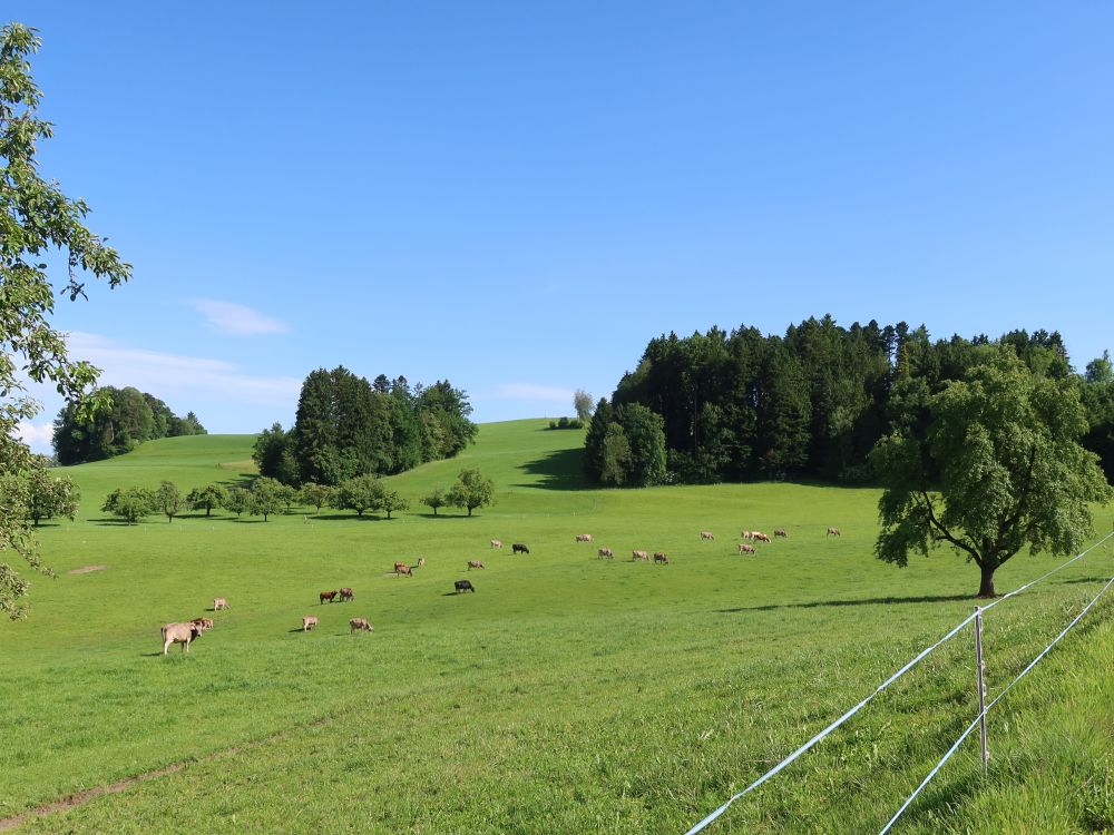 Kuhherde