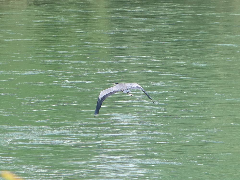 fliegender Reiher