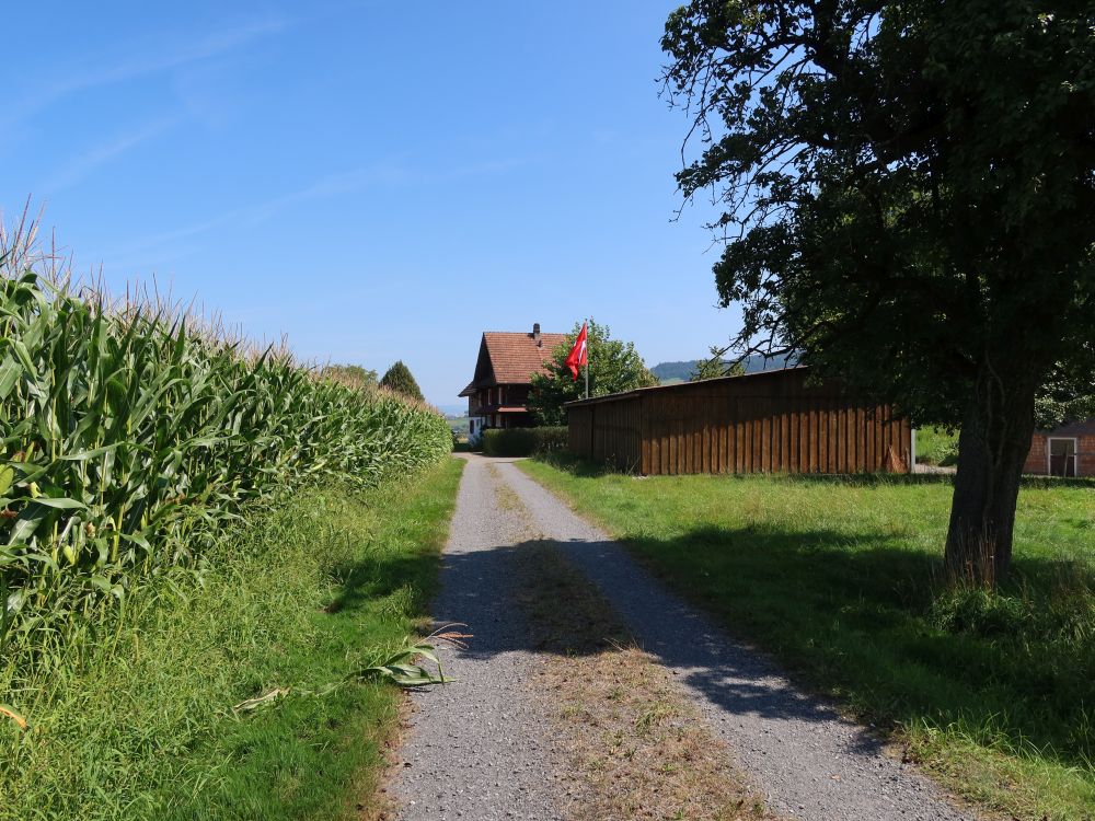 Weg am Maisfeld bei Ober Pfaffwil