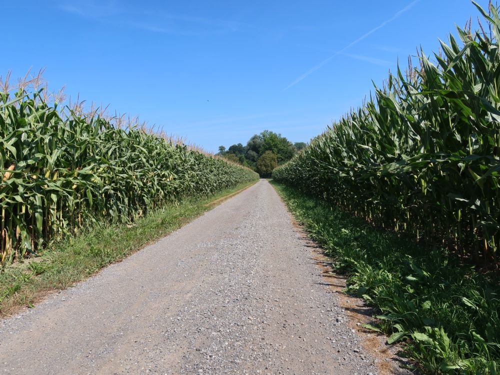 Eienstrasse zwischen Maisfeldern