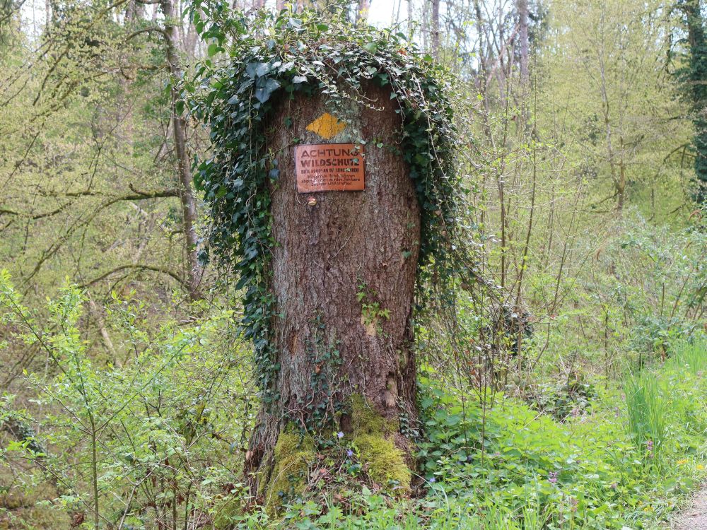 Baumstumpf