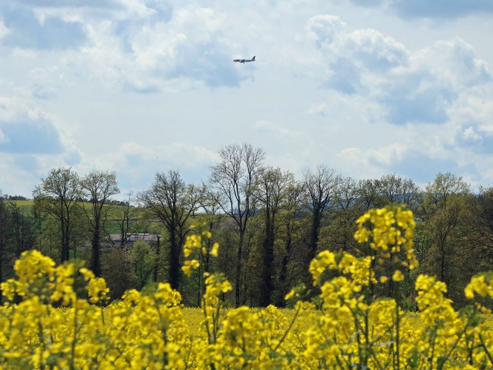 Rapsblüten mit Flugzeug