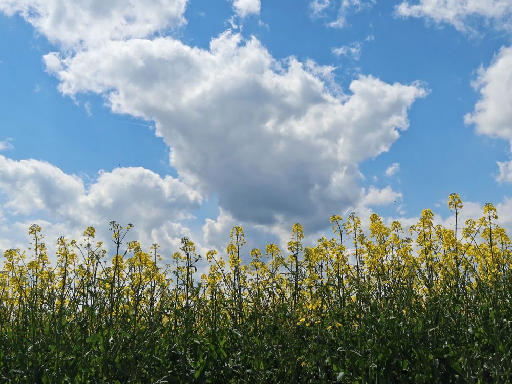 Wolken überm Rapsfeld