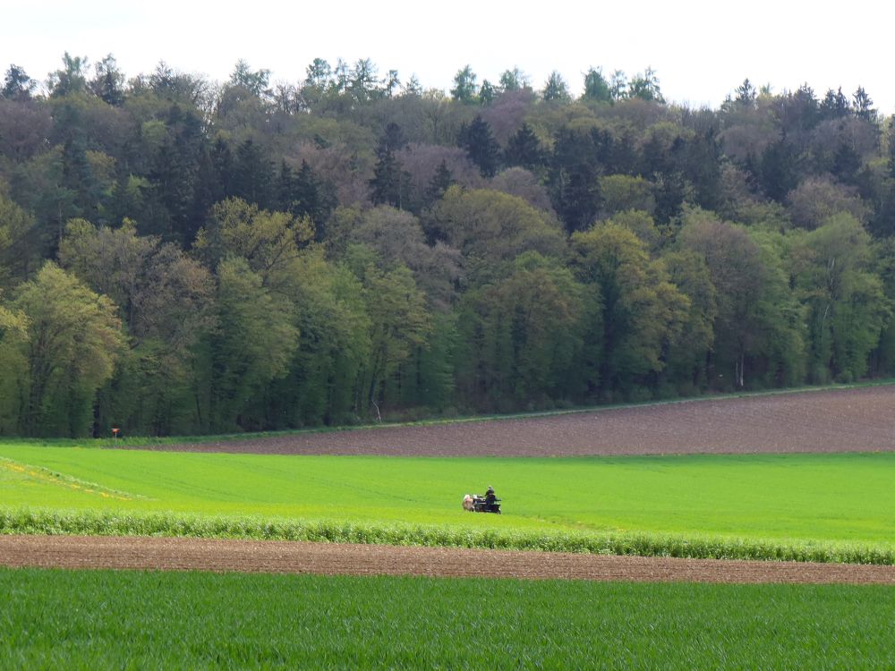 Pferdekutsche im grünen