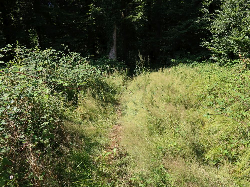 Wiesenpfad
