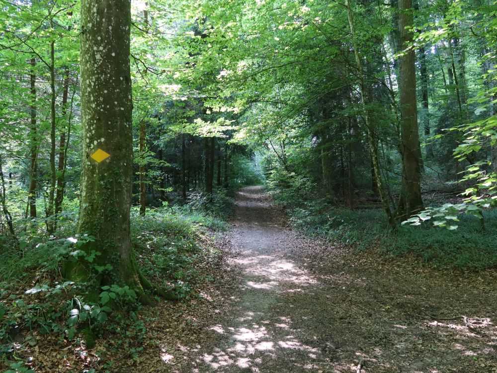 Waldweg