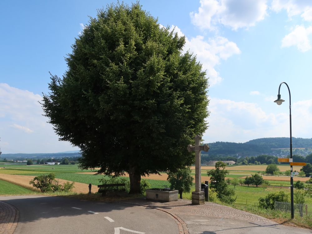 Linde bei Hollrüti