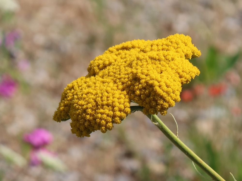 Goldgarbe