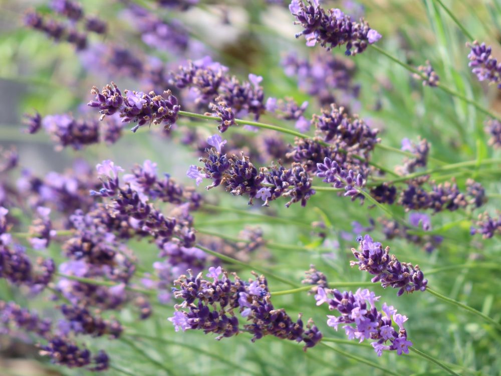 Lavendel