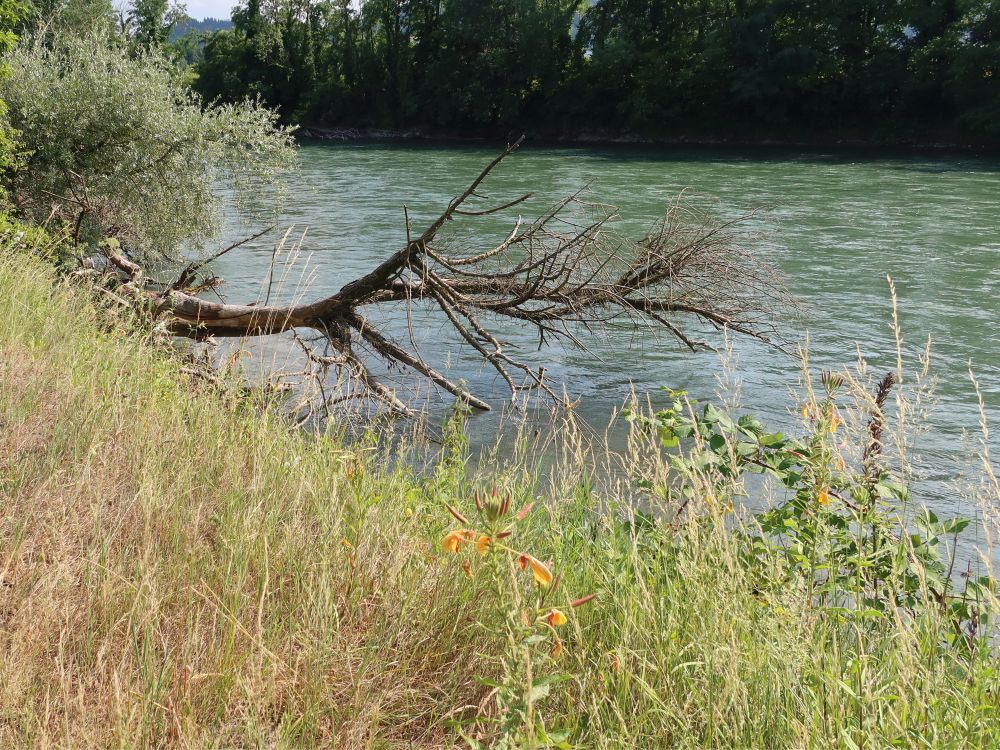 toter Baum über der Reuss